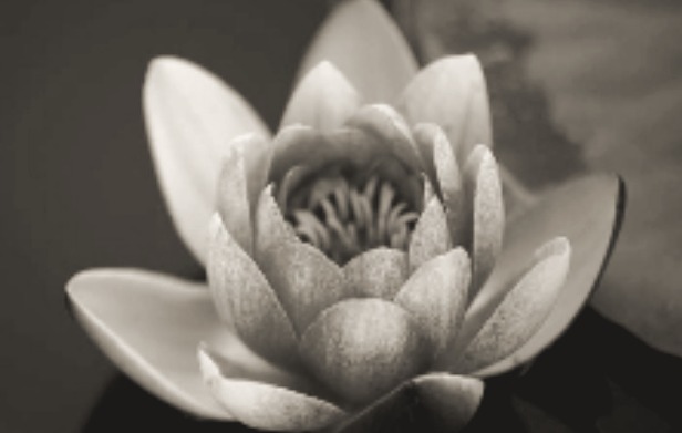 Camino gradual al Despertar — curso de budismo en Dharmadhatu
